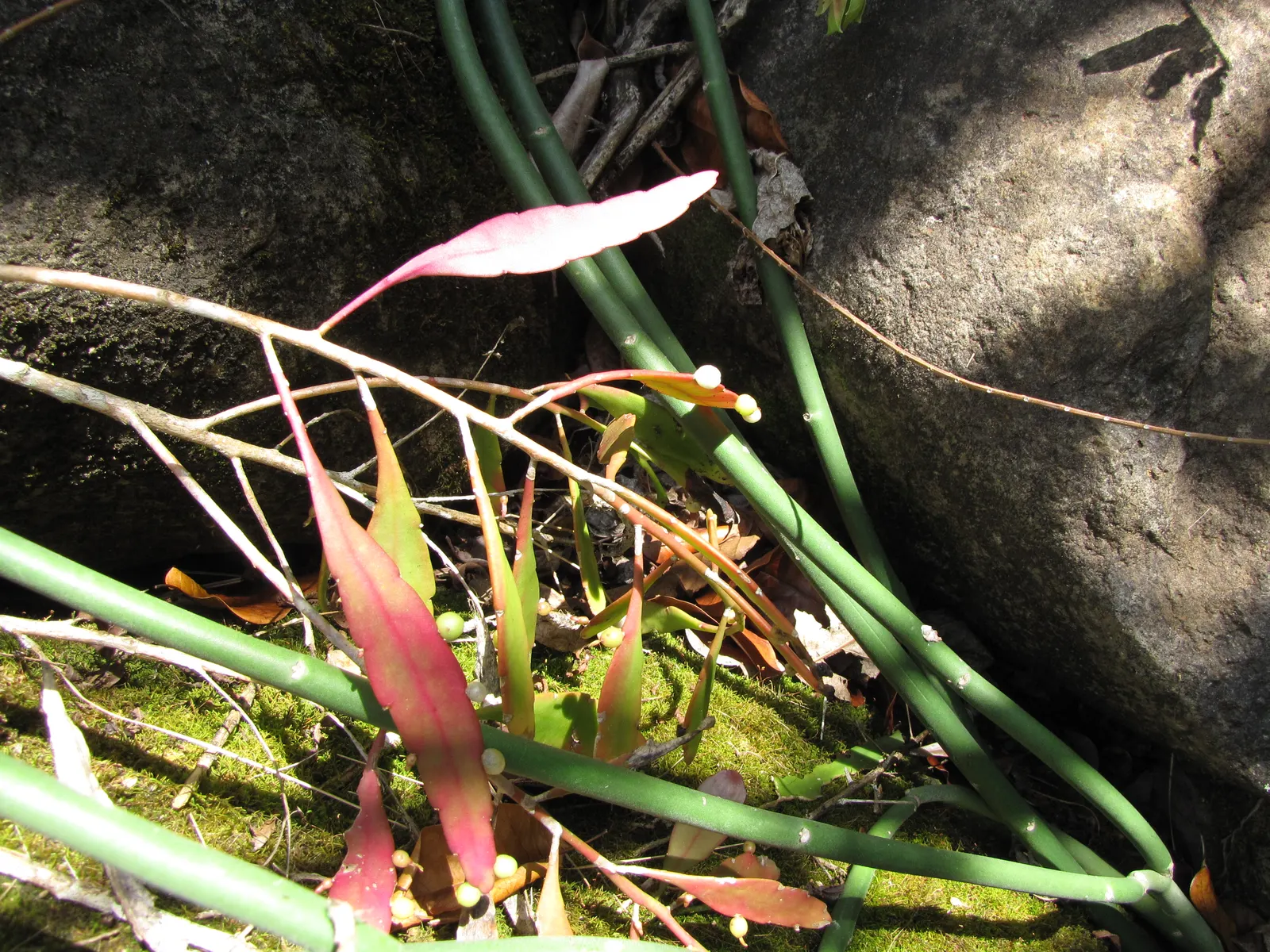 Red Mistletoe Cactus (Pseudorhipsalis Ramulosa) — Hardiness zones 10-11 ensure its survival in warmer climates without frost