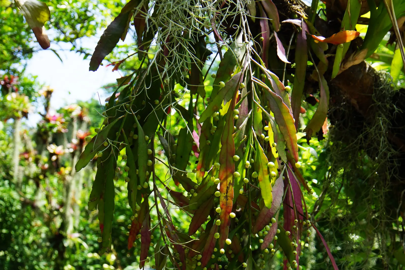 Red Mistletoe Cactus (Pseudorhipsalis Ramulosa) — known for its striking cascading foliage that transitions from green to deep red under bright light