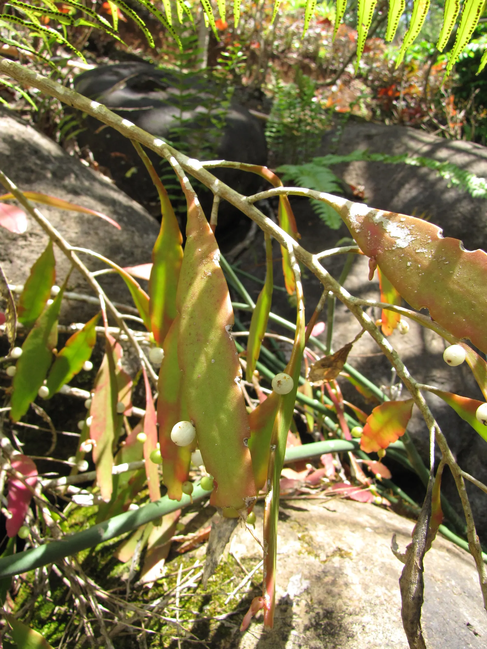 Red Mistletoe Cactus (Pseudorhipsalis Ramulosa) — The cactus thrives in partial shade and requires minimal watering, making it ideal for hanging baskets