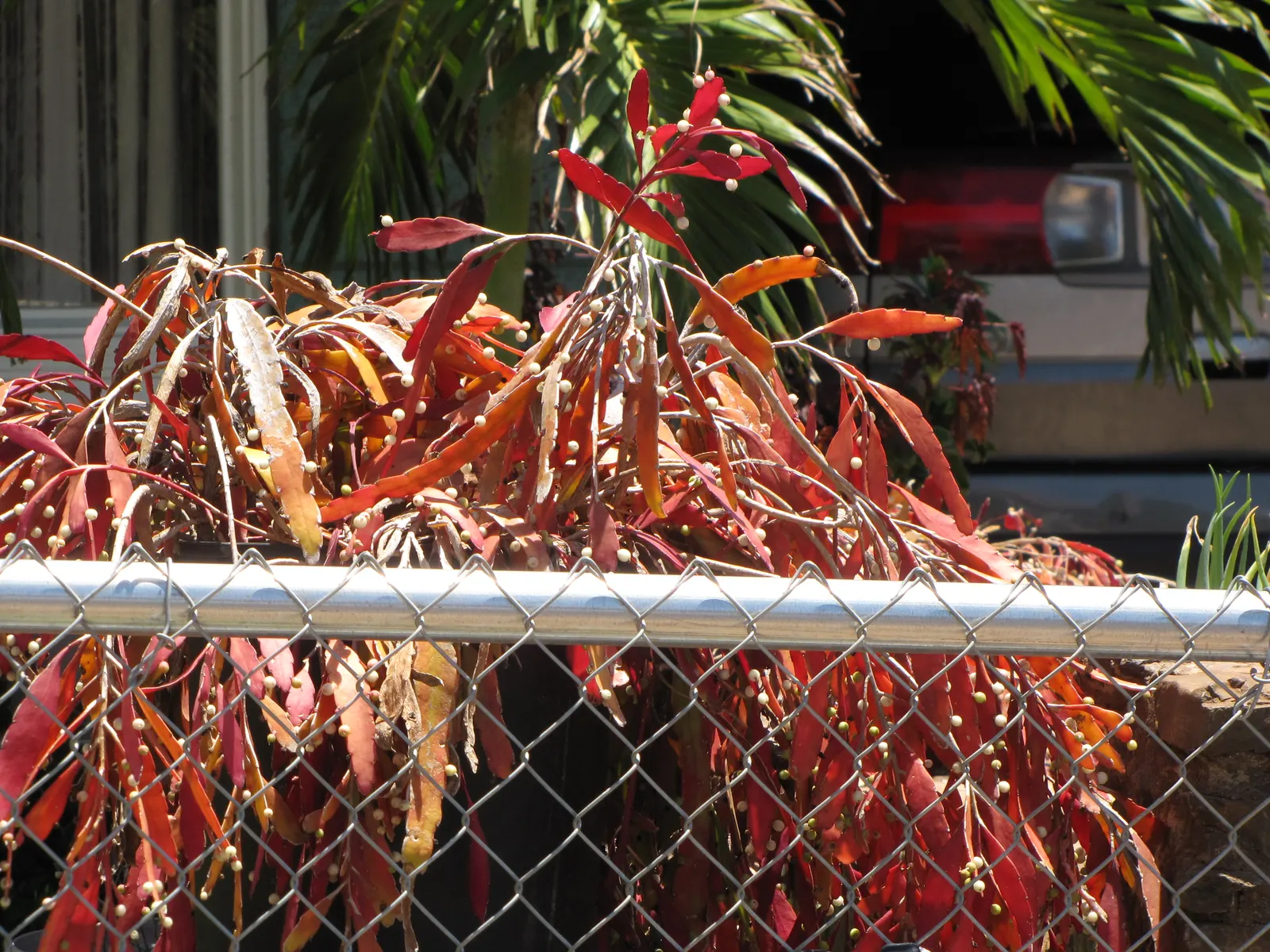 Red Mistletoe Cactus (Pseudorhipsalis Ramulosa) — The Red Mistletoe Cactus (Pseudorhipsalis ramulosa), native to tropical regions, is a unique epiphyte