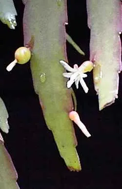 Red Mistletoe Cactus (Pseudorhipsalis Ramulosa) — it should be allocated a spot that replicates its native dappled light conditions under larger trees or shrubs
