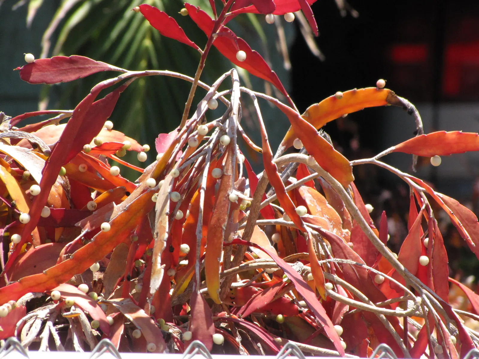 Red Mistletoe Cactus (Pseudorhipsalis Ramulosa) — Overwatering can lead to root rot, an important consideration in maintenance