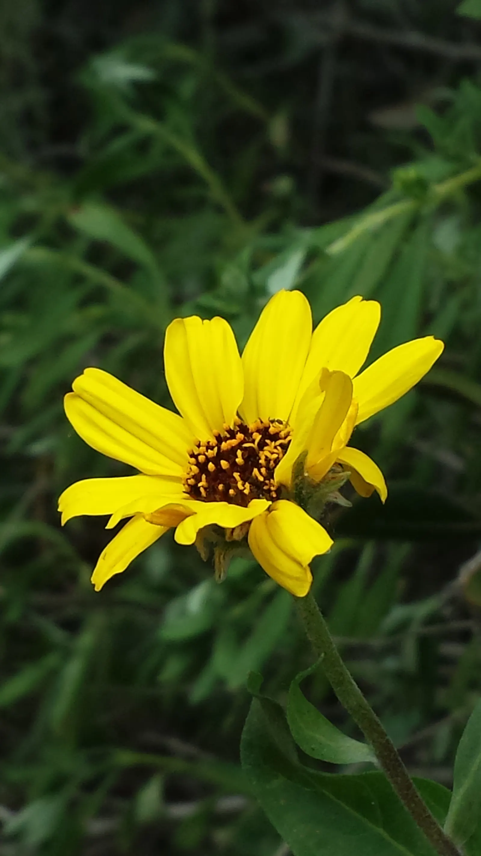 Coast Sunflower, Coast Encelia (Encelia californica) — yellow flowers in the garden