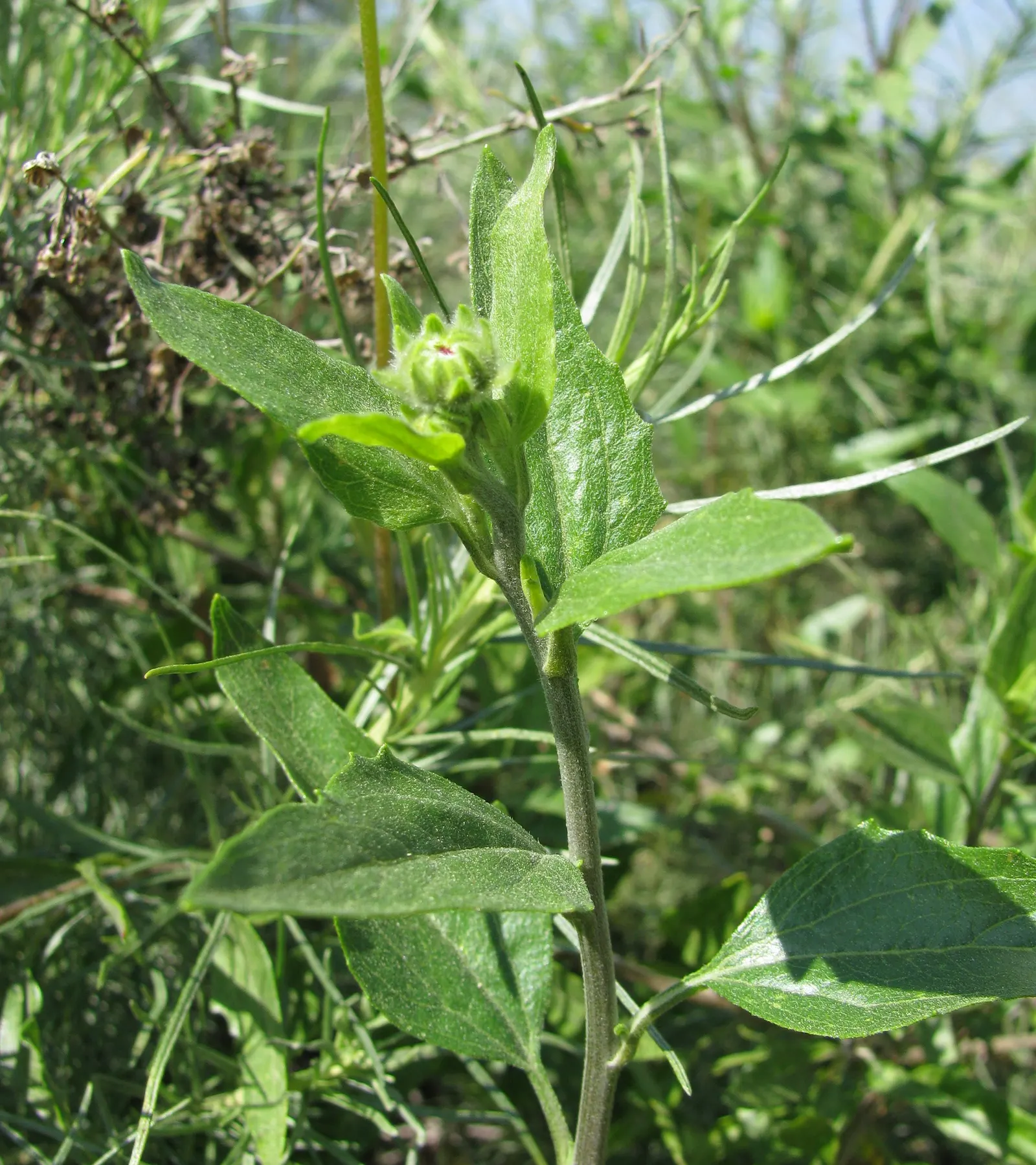 Coast Sunflower, Coast Encelia (Encelia californica) — Encelia californica, commonly known as the Coast Sunflower, is an evergreen shrub native to, image 18