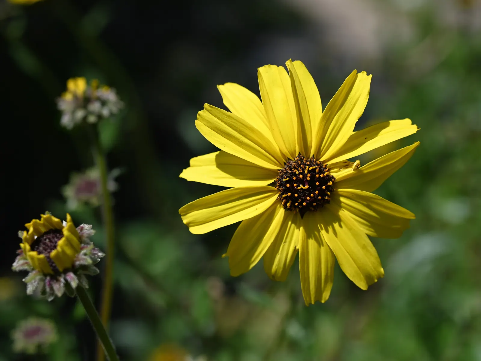 Coast Sunflower, Coast Encelia (Encelia californica) — Ideal for drought-tolerant landscapes, it requires minimal water once established and attracts