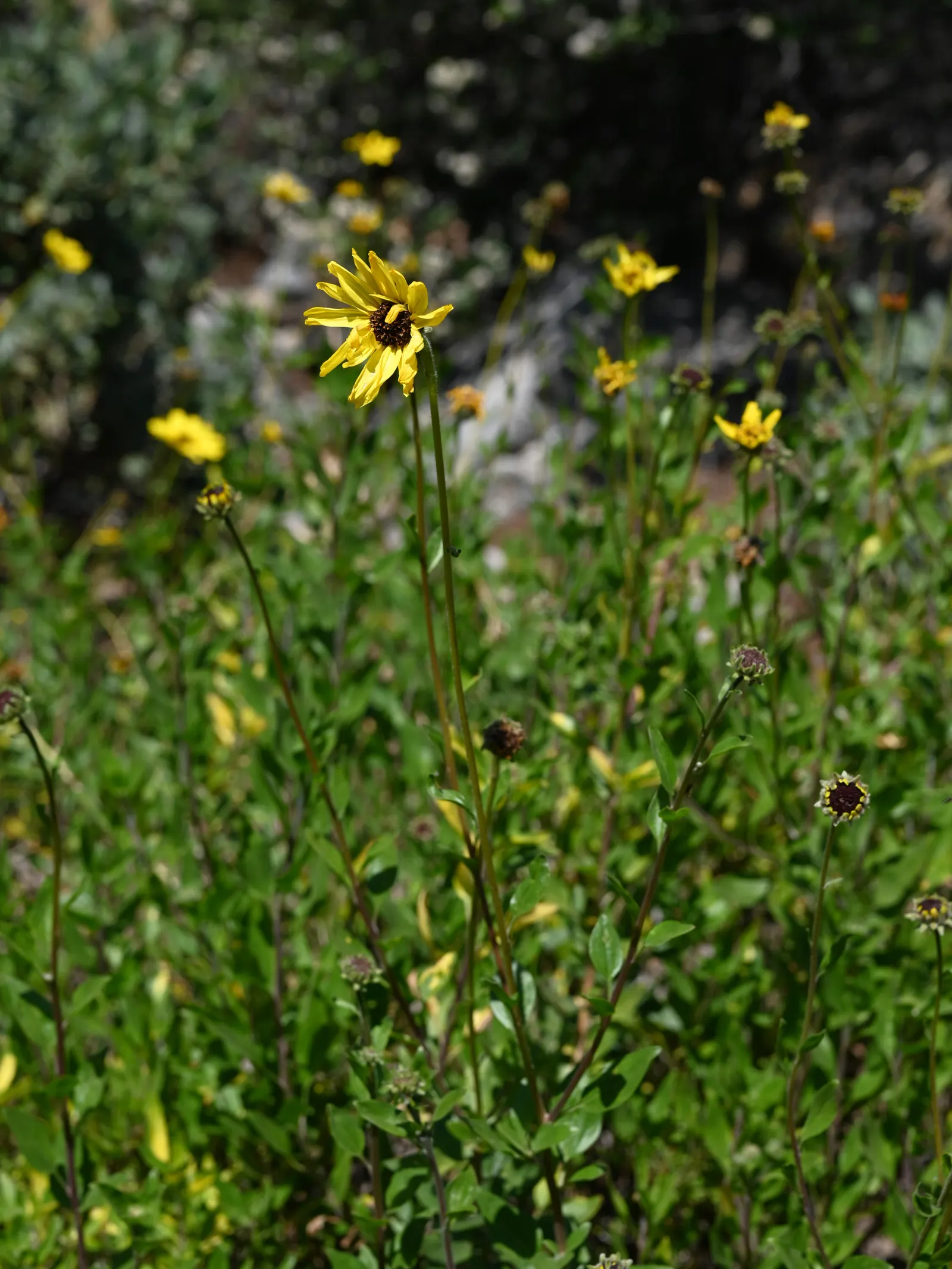 Coast Sunflower, Coast Encelia (Encelia californica) — It flourishes in full sunlight and is tolerant of seaside conditions, making it perfect for coastal