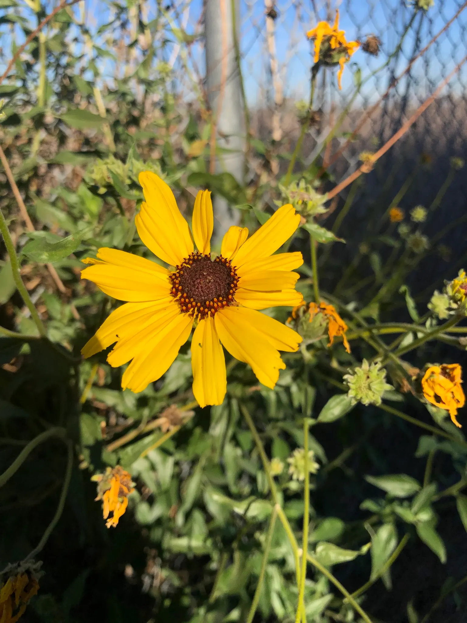 Coast Sunflower, Coast Encelia (Encelia californica) — Its daisy-like yellow flowers bloom year-round, providing vivid color