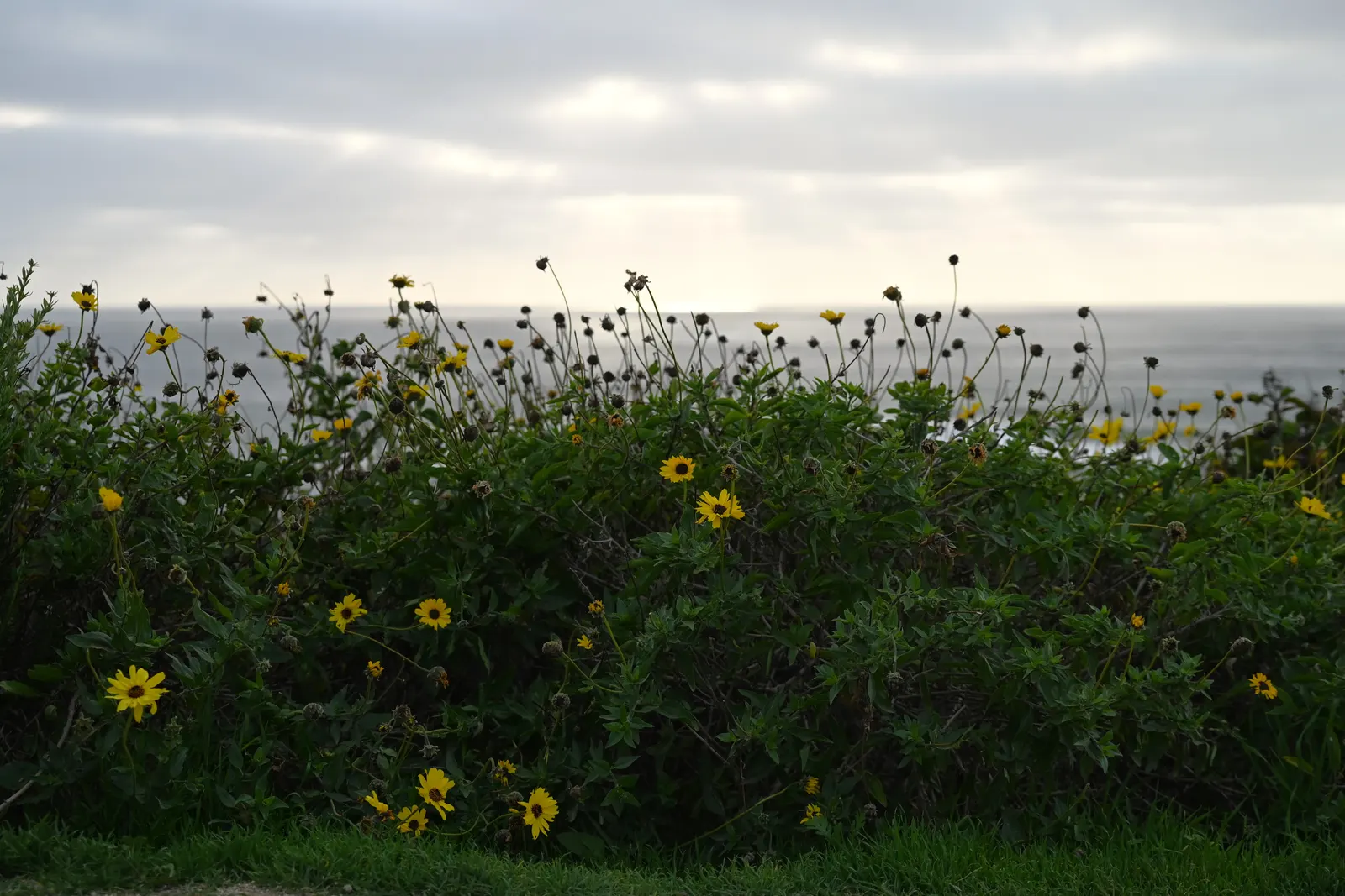 Coast Sunflower, Coast Encelia (Encelia californica) — adding a textural contrast to the garden