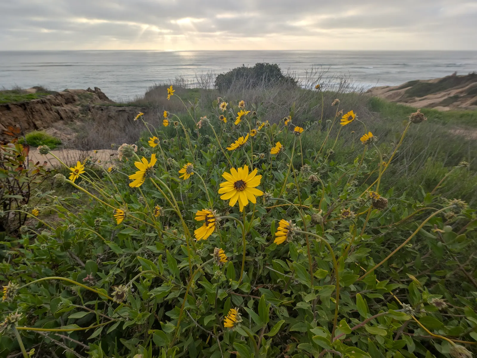 Coast Sunflower, Coast Encelia (Encelia californica) — the plant is adorned with bright yellow