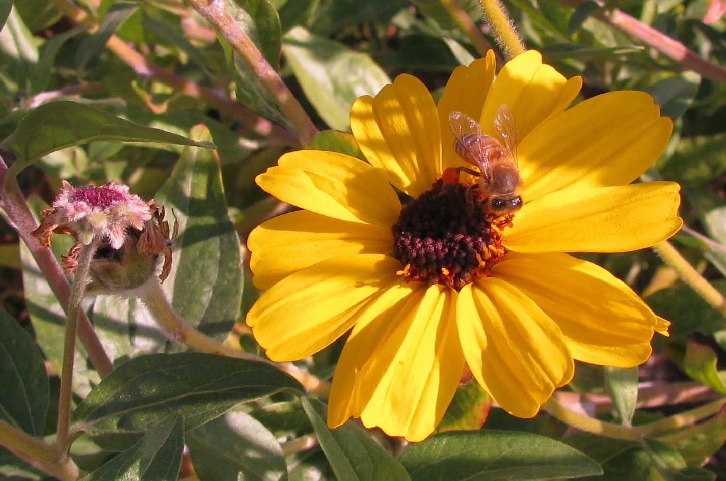 Coast Sunflower, Coast Encelia (Encelia californica) — Its daisy-like yellow flowers bloom year-round, providing vivid color; encelia californica, commonly