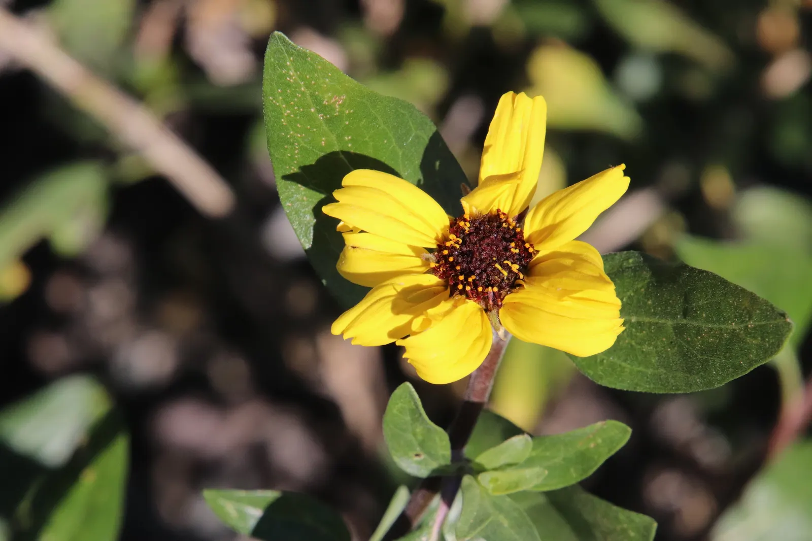 Coast Sunflower, Coast Encelia (Encelia californica) — shrub with yellow blooms