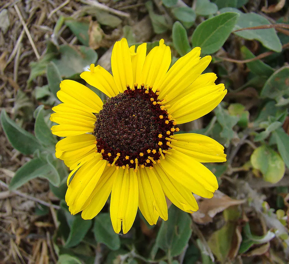Coast Sunflower, Coast Encelia (Encelia californica) — It thrives in full sun, reaching 2-3 ft in height with an equal spread; the Coast Sunflower is highly