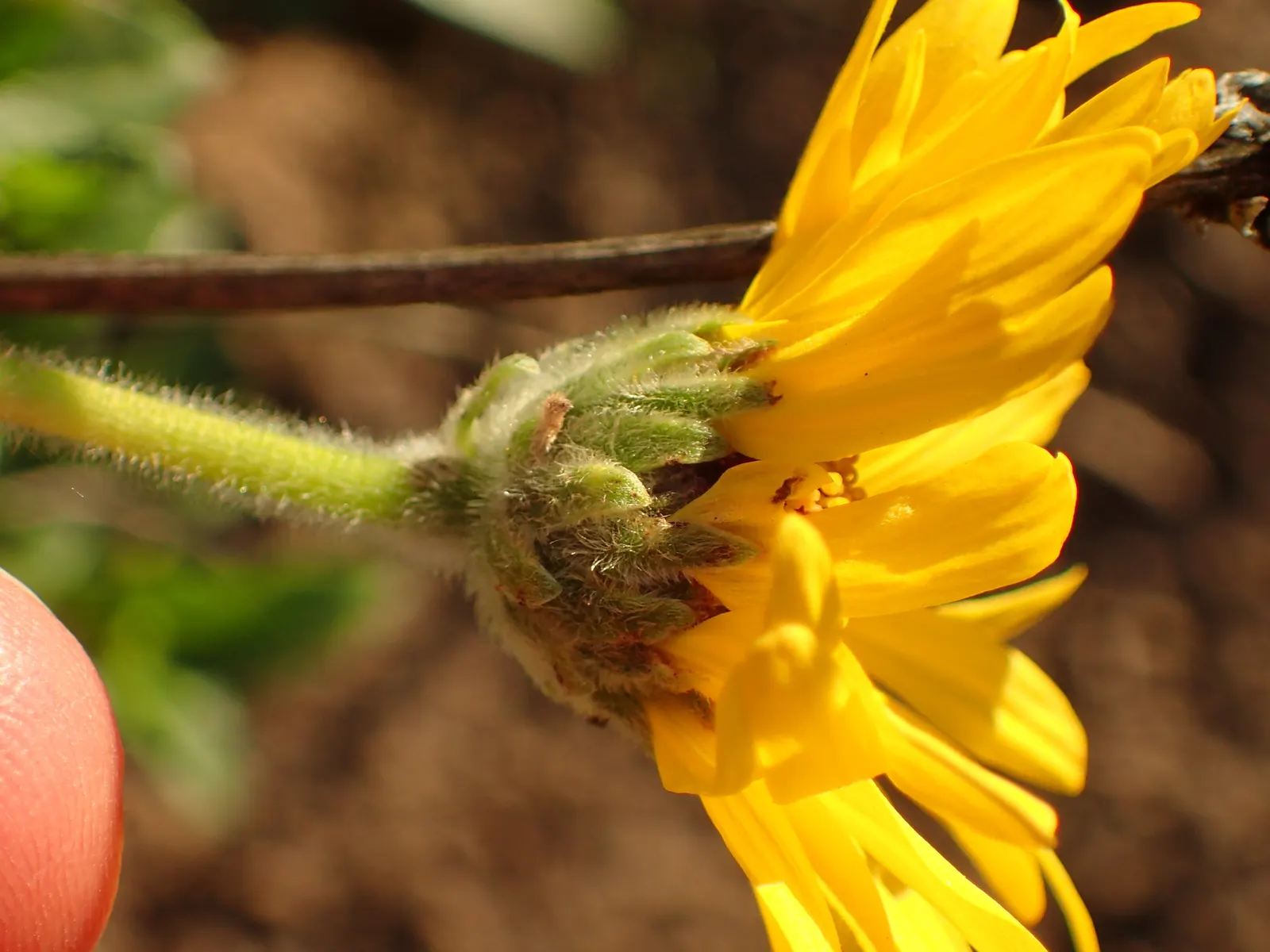 Coast Sunflower, Coast Encelia (Encelia californica) — the Coast Sunflower is highly drought-resistant