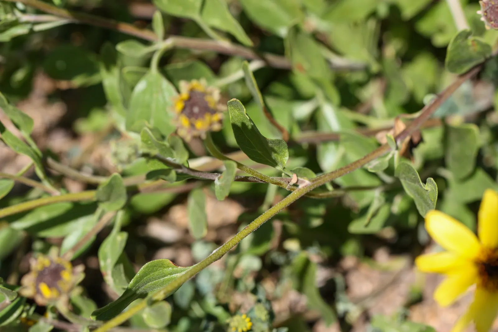Coast Sunflower, Coast Encelia (Encelia californica) — each blossom spanning roughly 2 to 3 inches across