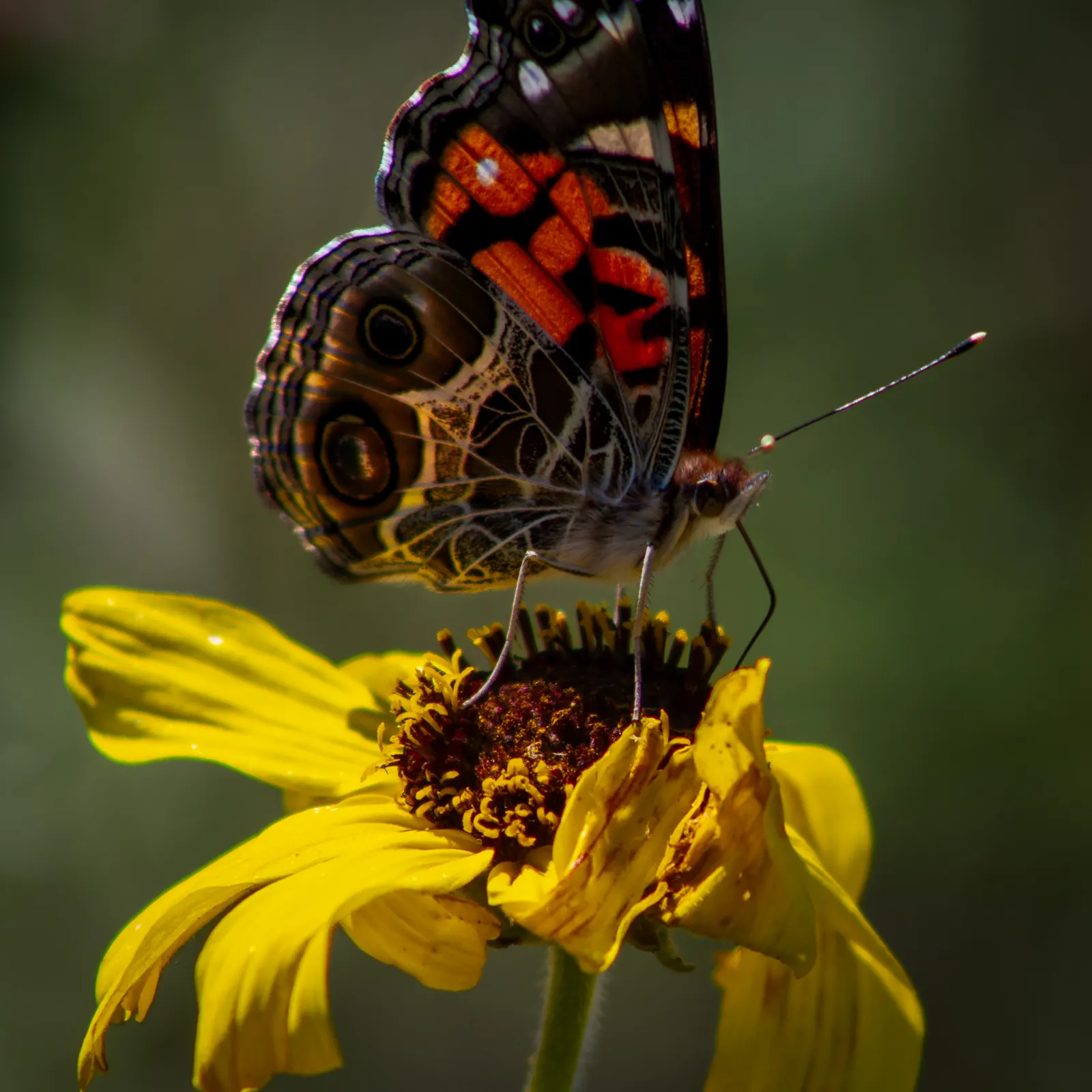 Coast Sunflower, Coast Encelia (Encelia californica) — It thrives in full sun, reaching 2-3 ft in height with an equal spread