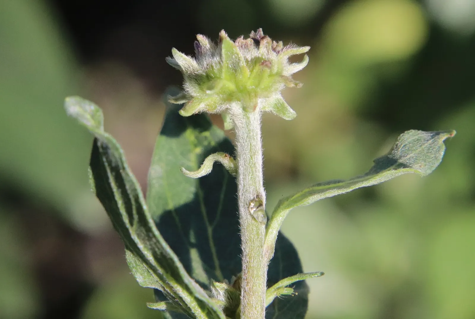Coast Sunflower, Coast Encelia (Encelia californica) — shrub for full