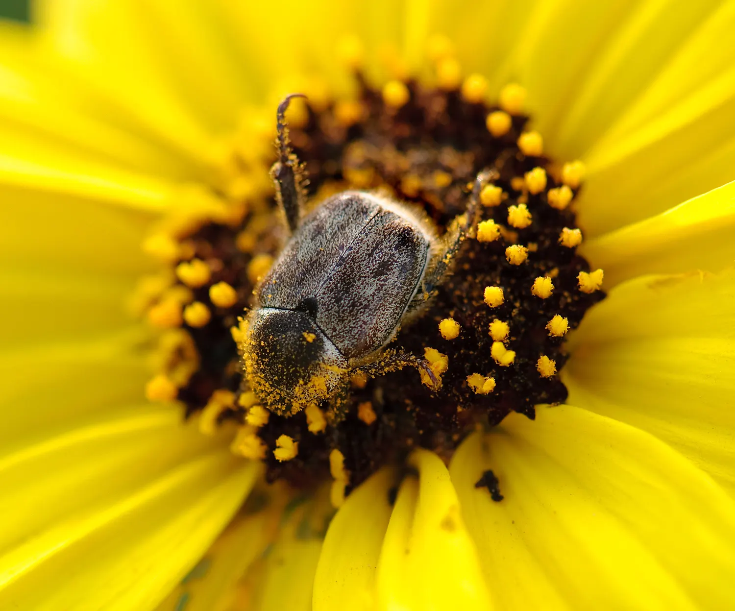 Coast Sunflower, Coast Encelia (Encelia californica) — Ideal for drought-tolerant landscapes, it requires minimal water once established and, image 21