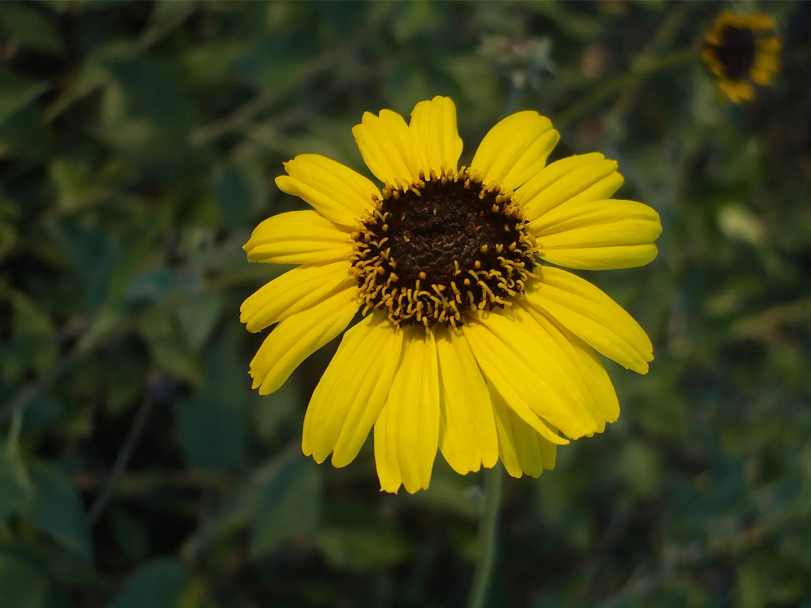 Coast Sunflower, Coast Encelia (Encelia californica) — Plant in well-drained soil for optimal growth; yellow flowers in the garden