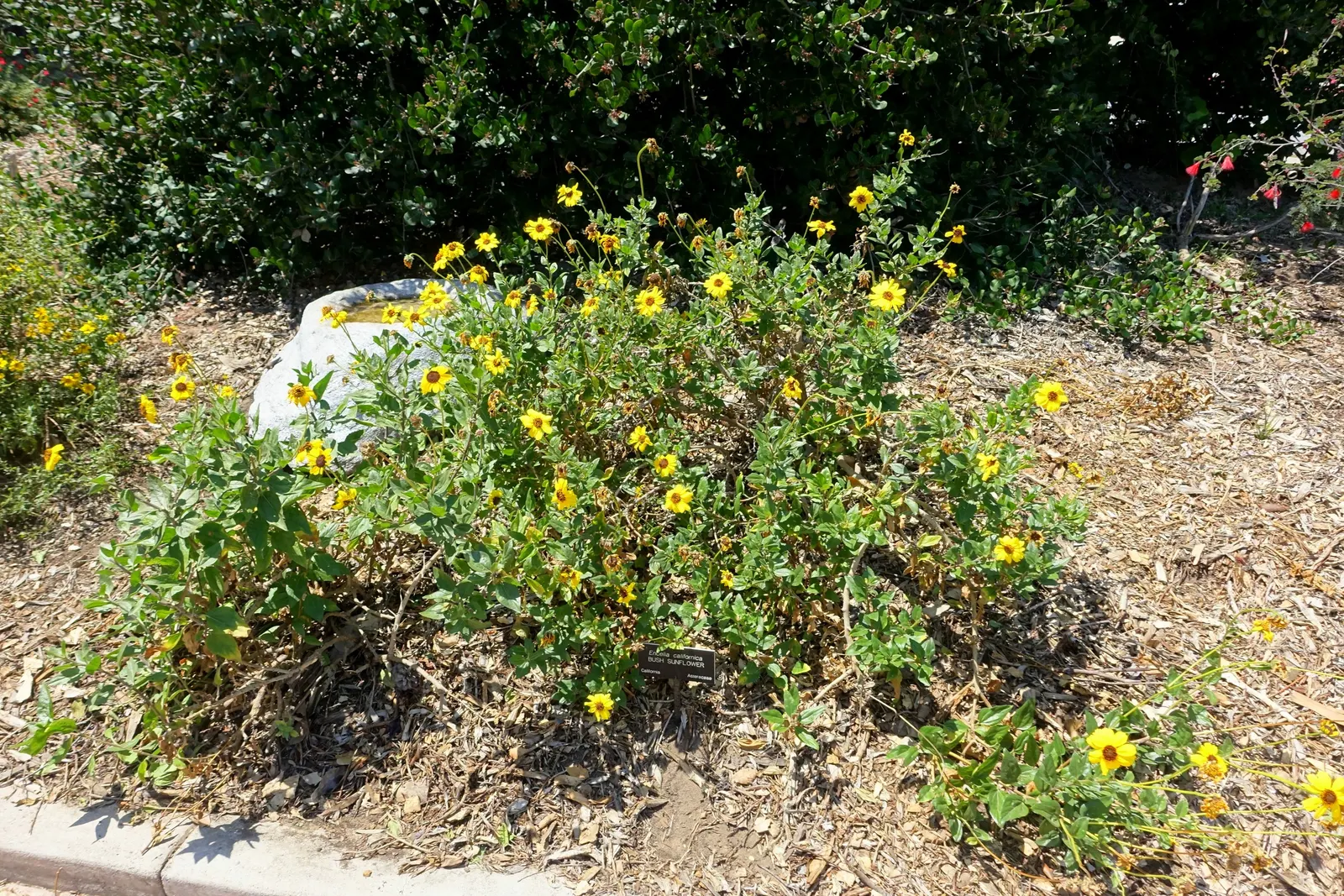 Coast Sunflower, Coast Encelia (Encelia californica) — is an evergreen shrub indigenous to the coastal regions of California