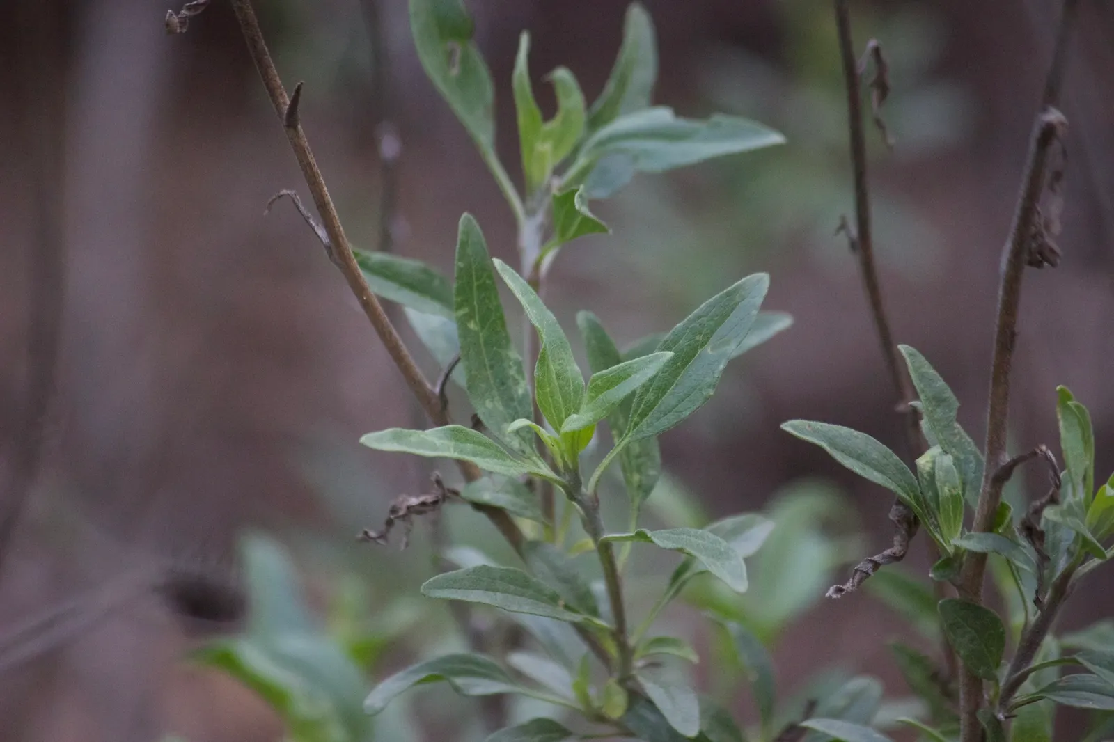 Coast Sunflower, Coast Encelia (Encelia californica) — Plant in well-drained soil for optimal growth
