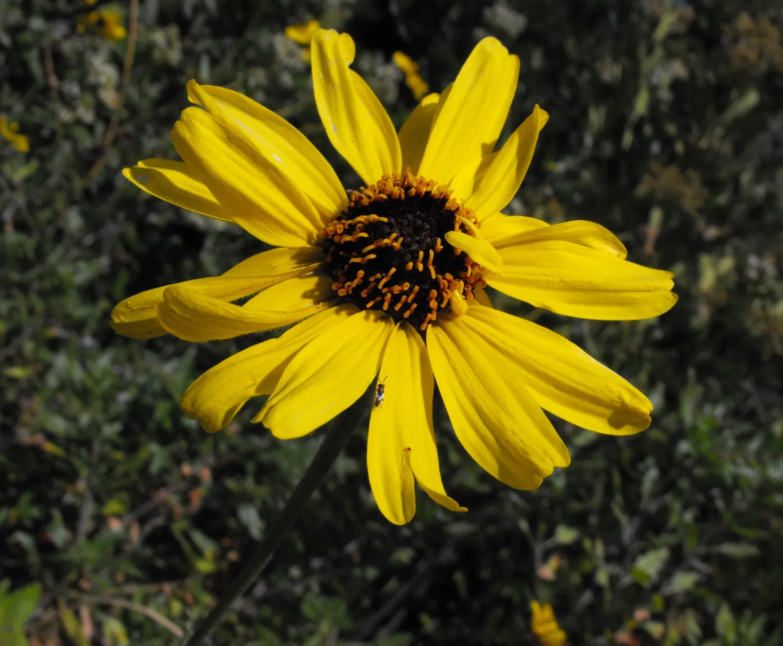 Coast Sunflower, Coast Encelia (Encelia californica) — Encelia californica, commonly known as the Coast Sunflower, is an evergreen shrub native to California