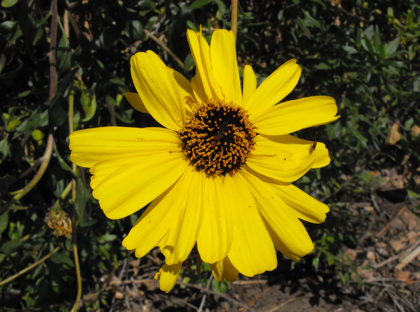 Coast Sunflower, Coast Encelia (Encelia californica) — making it a versatile addition to a garden