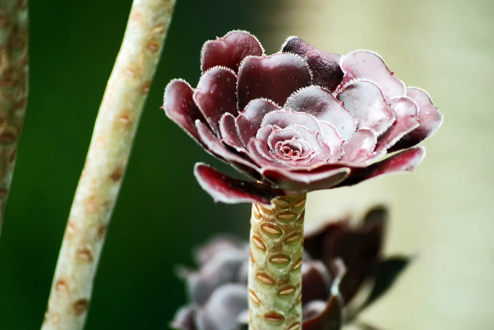 Red Aeonium (Aeonium Arboreum 'Jack Catlin') — This succulent reaches up to 3 feet in height and spreads about 2 feet wide