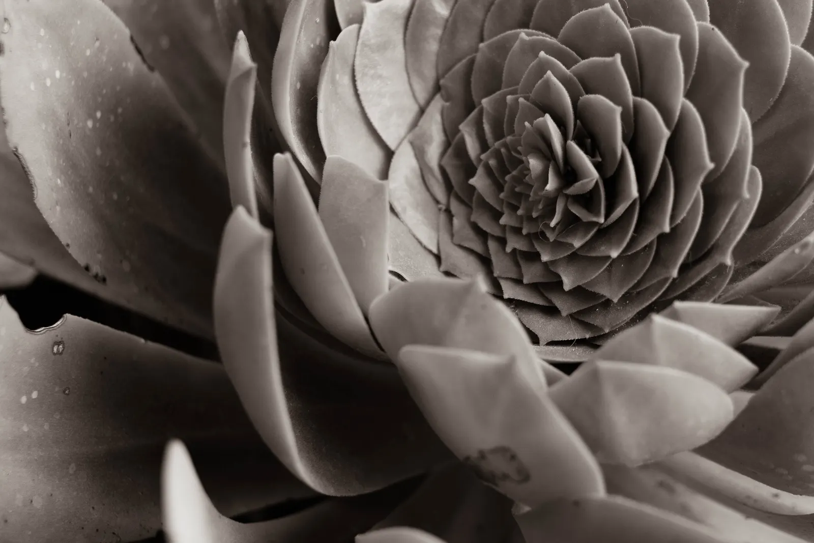 Red Aeonium (Aeonium Arboreum 'Jack Catlin') — This low-maintenance plant is ideal for rock gardens, containers, and Mediterranean landscapes