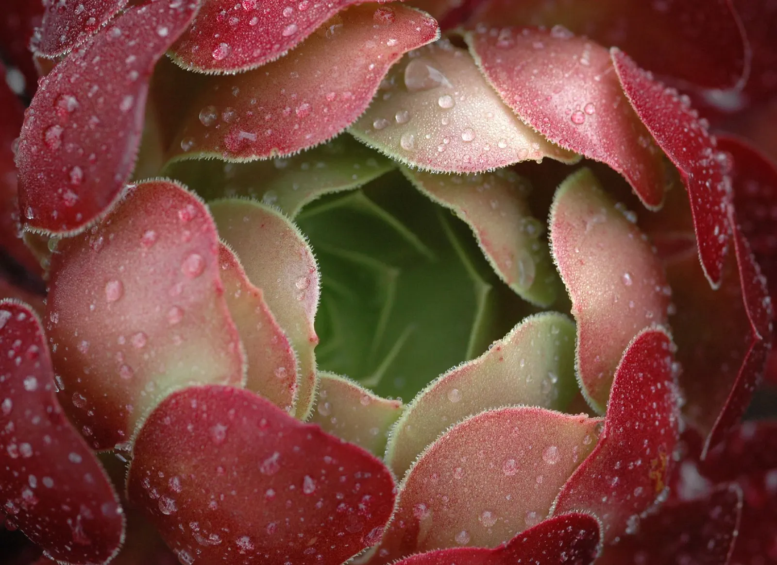 Red Aeonium (Aeonium Arboreum 'Jack Catlin') — Its rich, burgundy-red leaves are arranged in rosettes, which can reach up to 6 to 8 inches in diameter