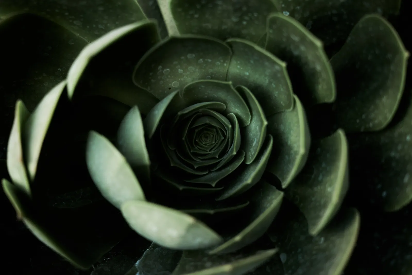 Red Aeonium (Aeonium Arboreum 'Jack Catlin') — adding dramatic contrast to garden displays