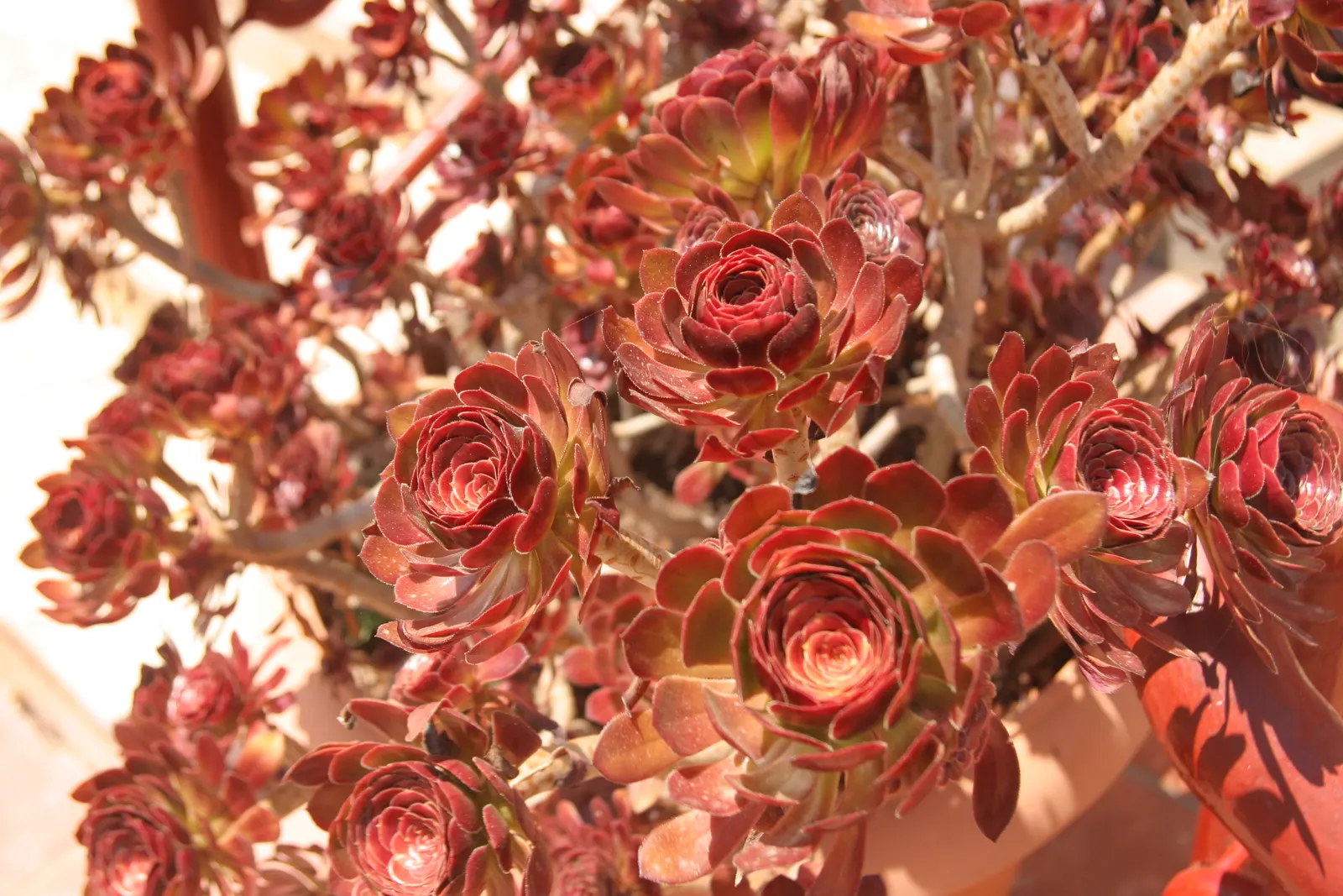 Red Aeonium (Aeonium Arboreum 'Jack Catlin') — this drought-tolerant plant prefers a position in full sun to partial shade