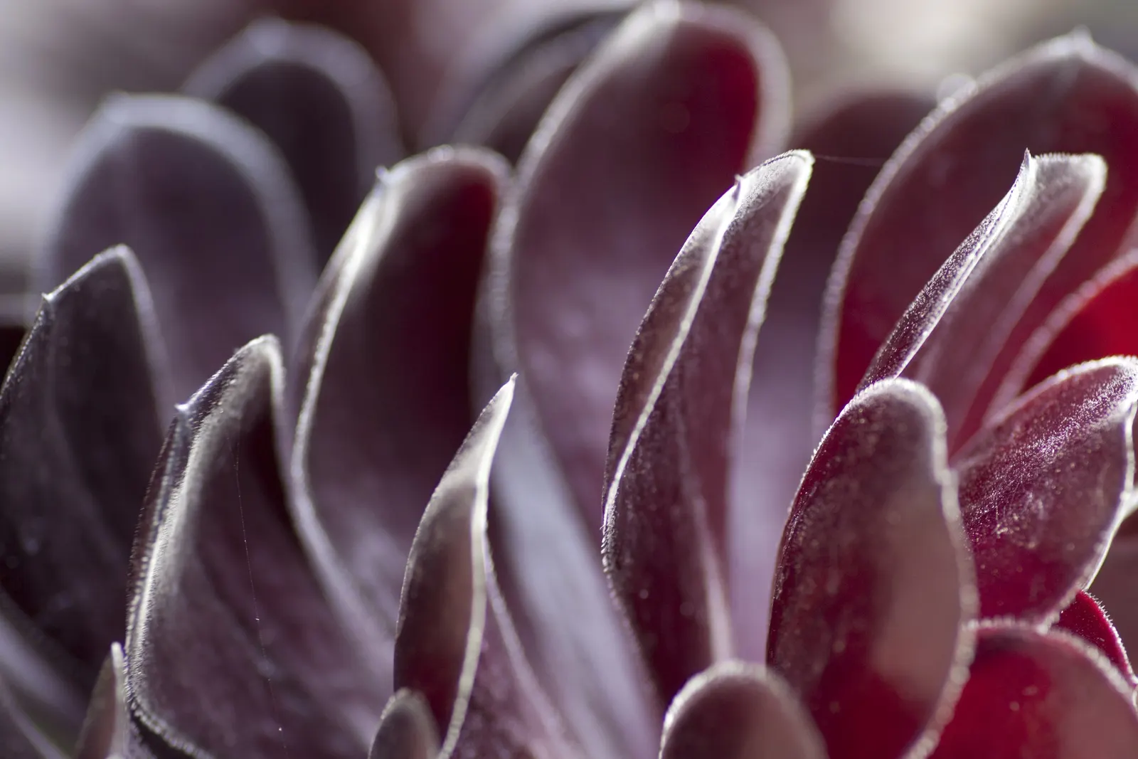 Red Aeonium (Aeonium Arboreum 'Jack Catlin') — commonly referred to as the Red Aeonium