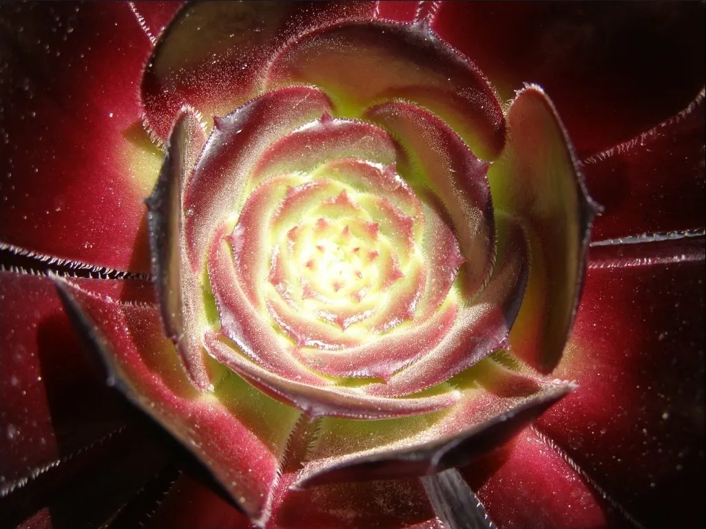 Red Aeonium (Aeonium Arboreum 'Jack Catlin') — The plant itself typically achieves a height of 2 to 3 feet and a similar spread