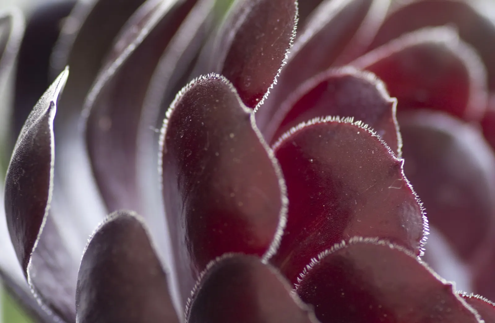 Red Aeonium (Aeonium Arboreum 'Jack Catlin') — is a striking succulent that can serve as a standout feature in any landscape design
