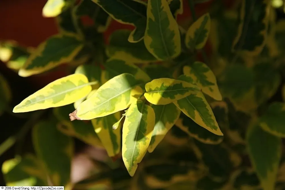 Potato Vine (Solanum Laxum) — ornamental touch to any landscape design; its foliage is dark green, while in summer and fall, it produces fragrant, image 83
