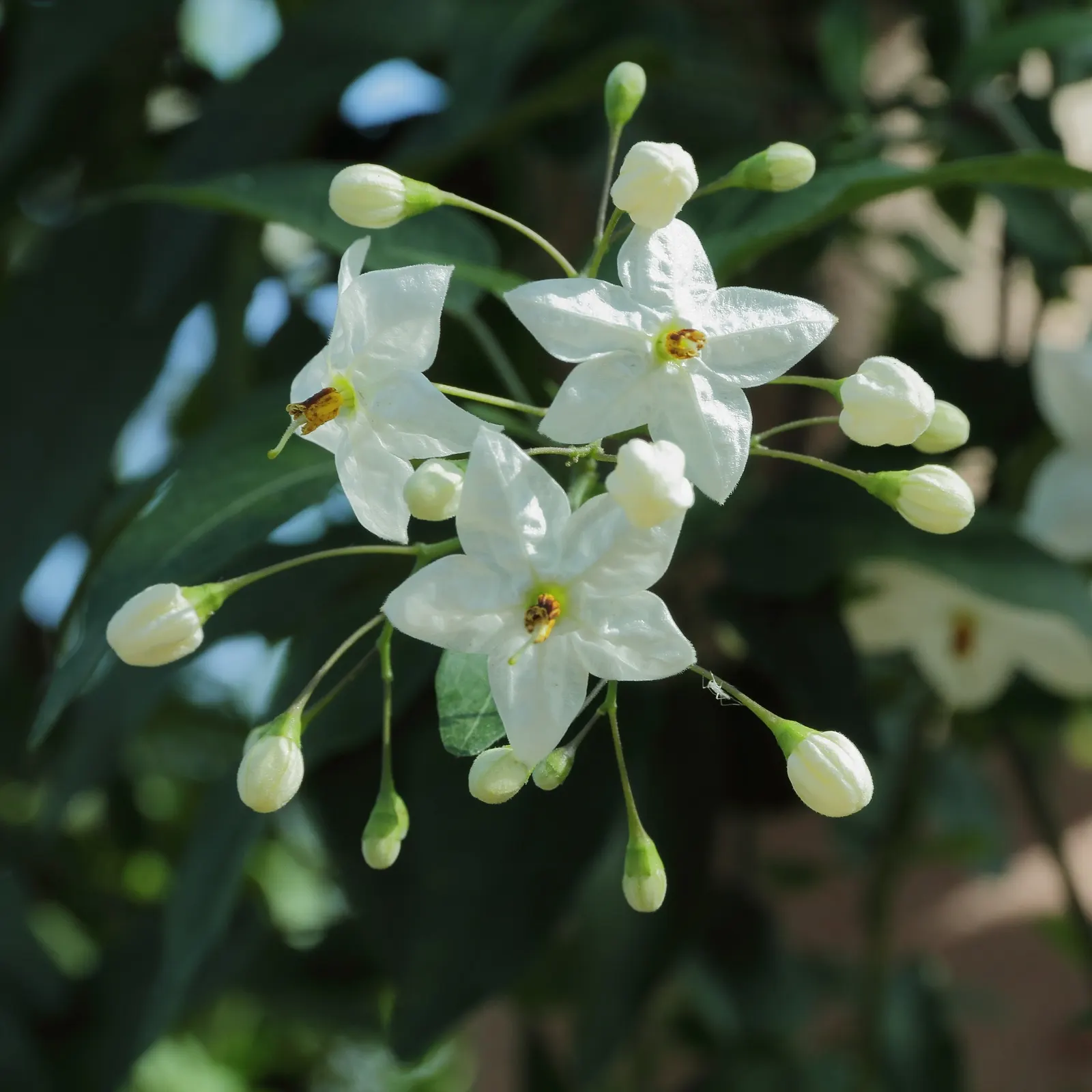 Potato Vine (Solanum Laxum) — where they may produce fewer blossoms; flowering occurs prolifically from late spring through fall, with the heaviest, image 92