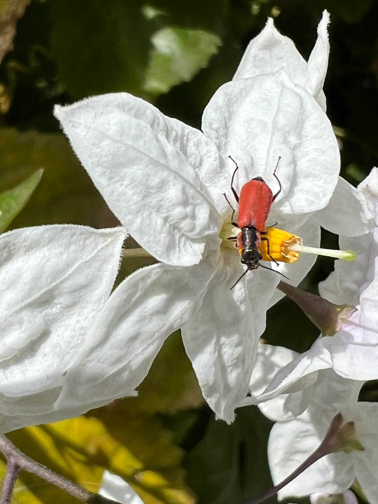 Potato Vine (Solanum Laxum) — is a versatile and fast-growing evergreen vine that can add a lush; typical care includes pruning in late winter to, image 82