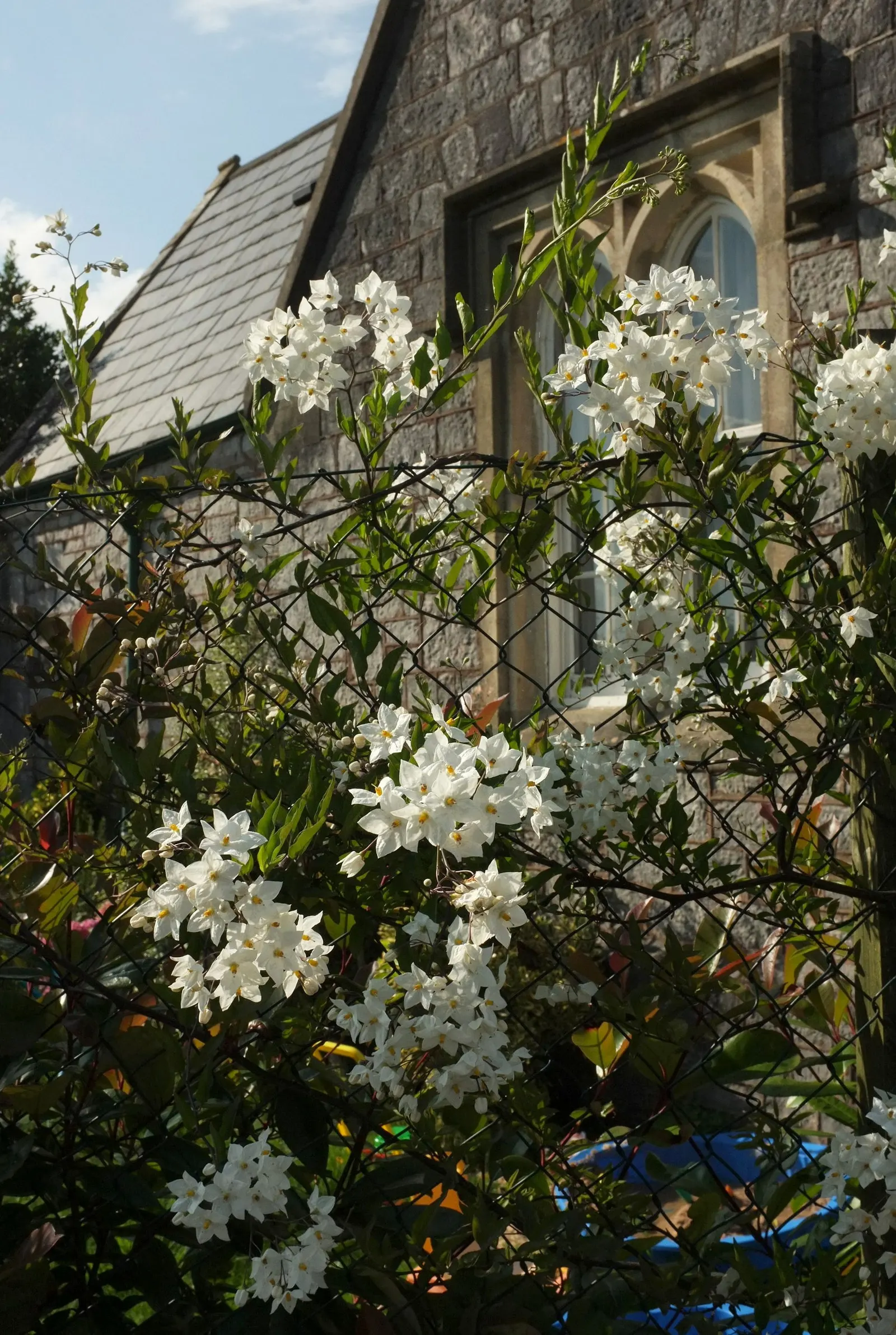 Potato Vine (Solanum Laxum) — Flowering occurs prolifically from late spring through fall, with the heaviest blooms in early to mid-summer