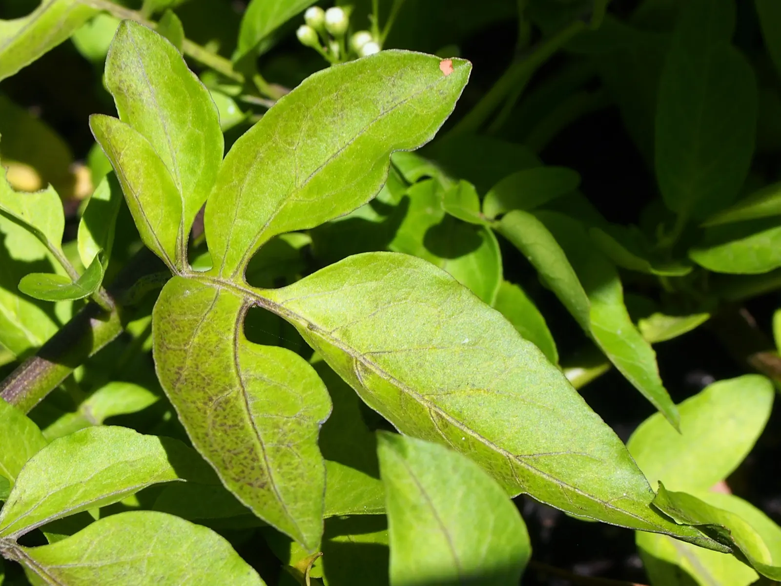 Potato Vine (Solanum Laxum) — They grow optimally in well-drained soil and require regular watering, especially during dry spells; white flowers in, image 68