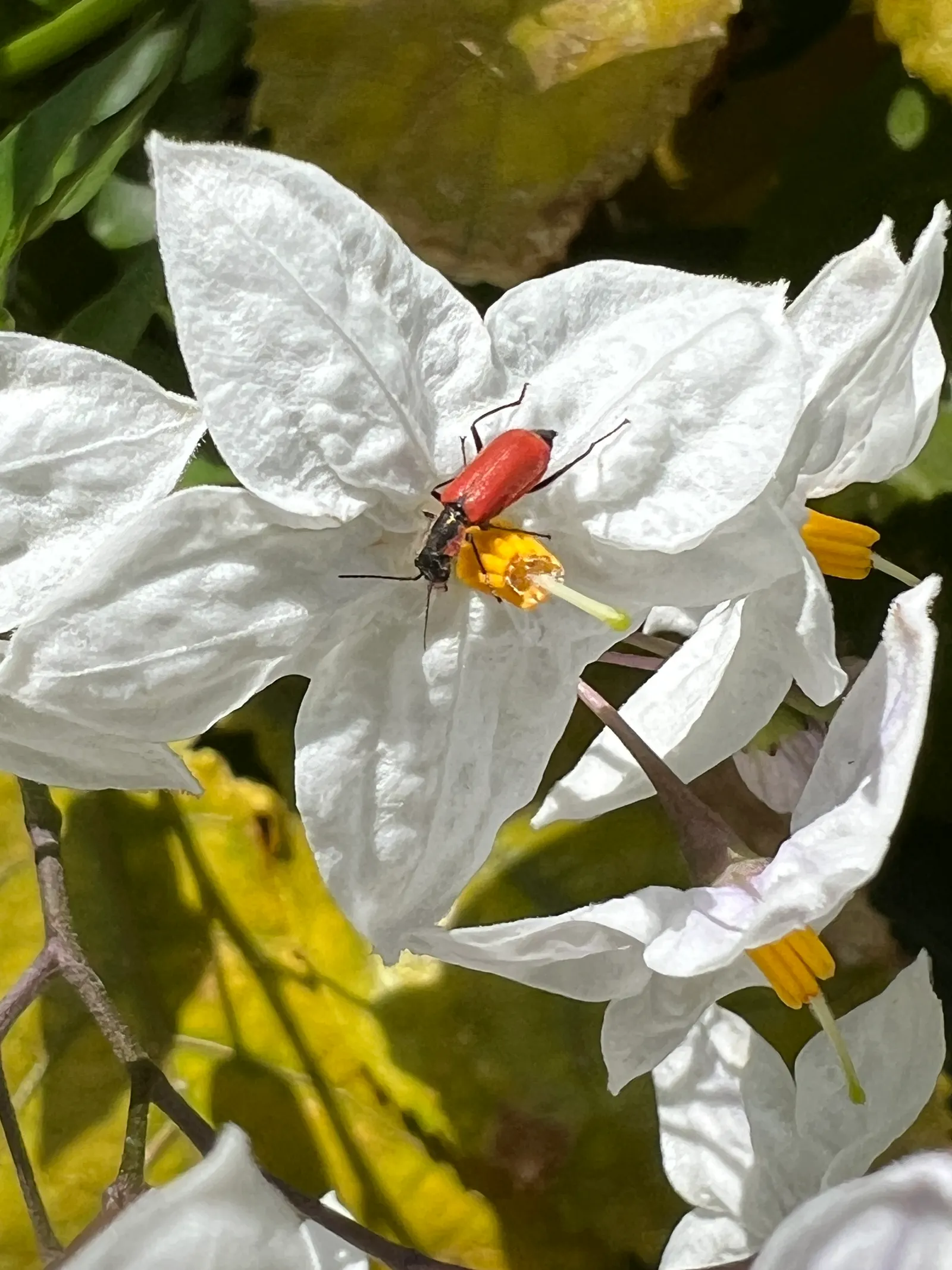 Potato Vine (Solanum Laxum) — making it an excellent choice for trellises; where they may produce fewer blossoms, image 85