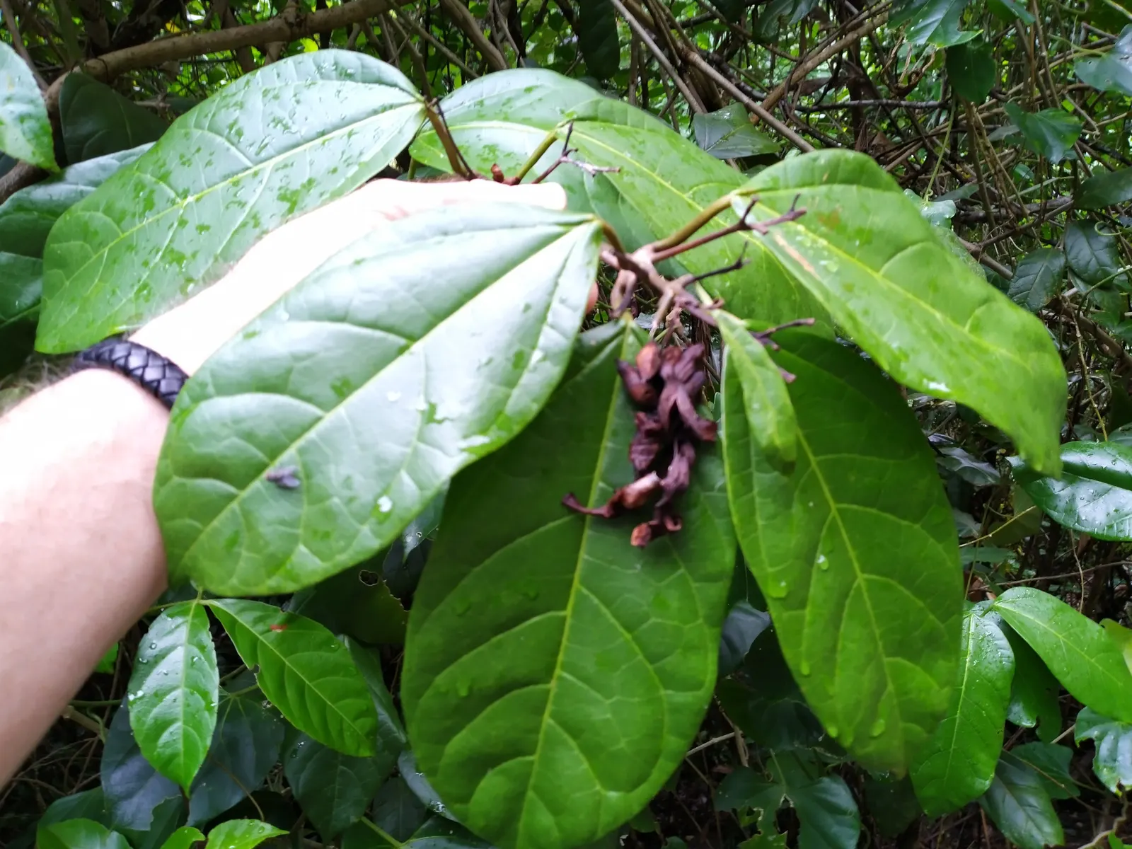 Potato Vine (Solanum Laxum) — It thrives in USDA zones 8-10, reaching up to 20 feet in spread; or fences where a visual screen or a green backdrop is