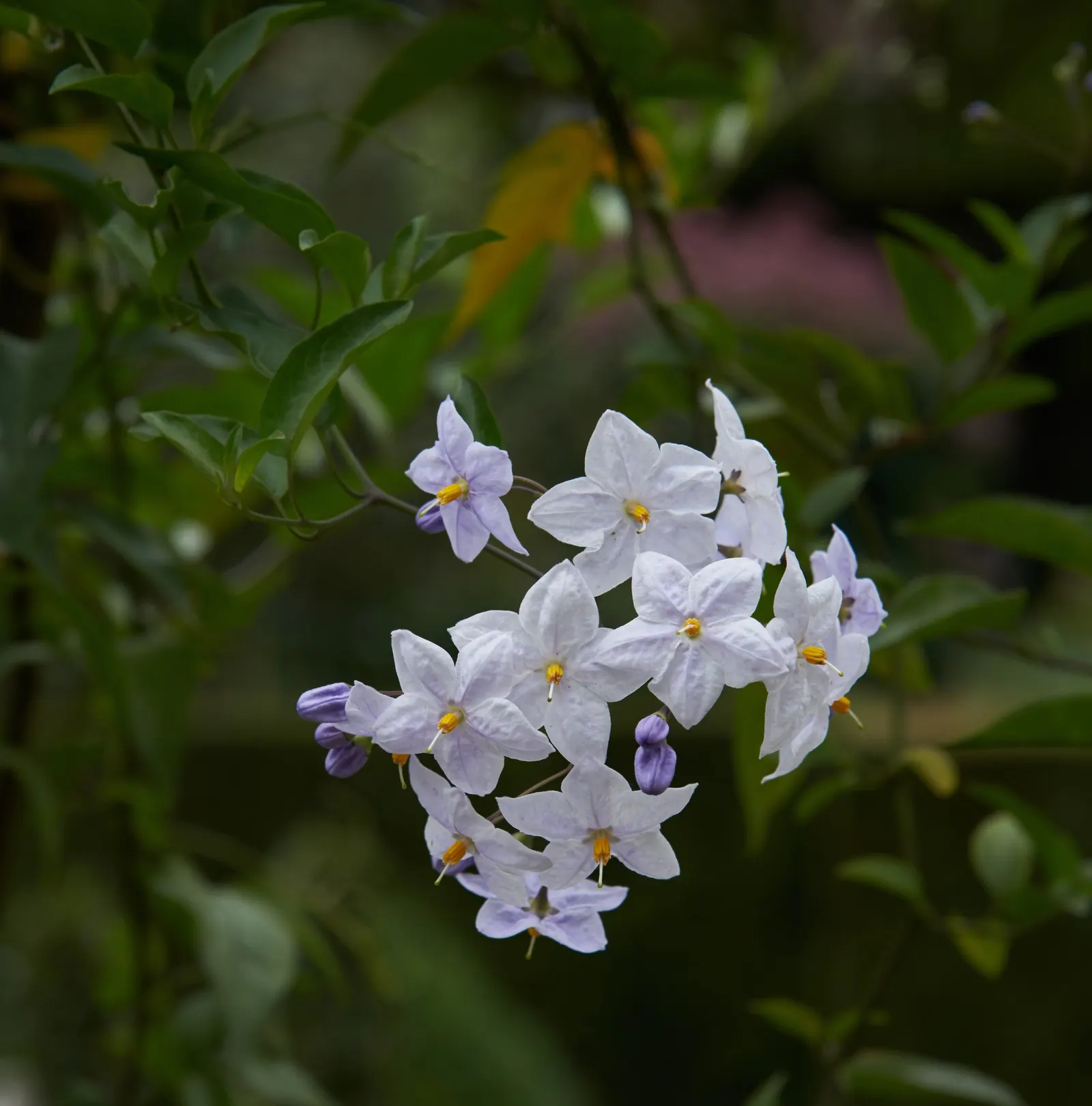 Potato Vine (Solanum Laxum) — It thrives in USDA zones 8-10, reaching up to 20 feet in spread; or fences where a visual screen or a green backdrop, image 102