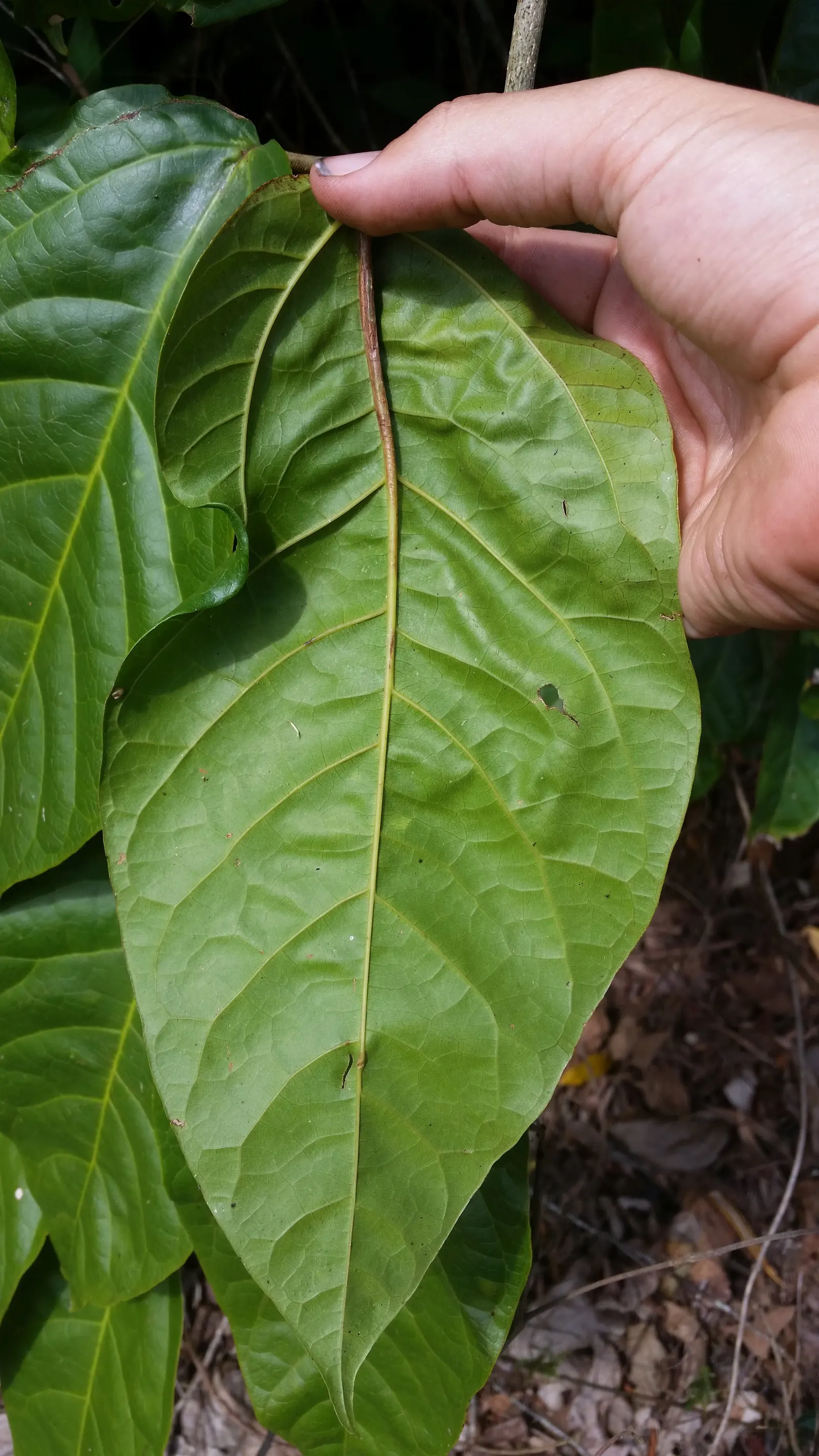 Potato Vine (Solanum Laxum) — creating a striking contrast against the verdant leaves; it thrives in USDA zones 8-10, reaching up to 20 feet in spread