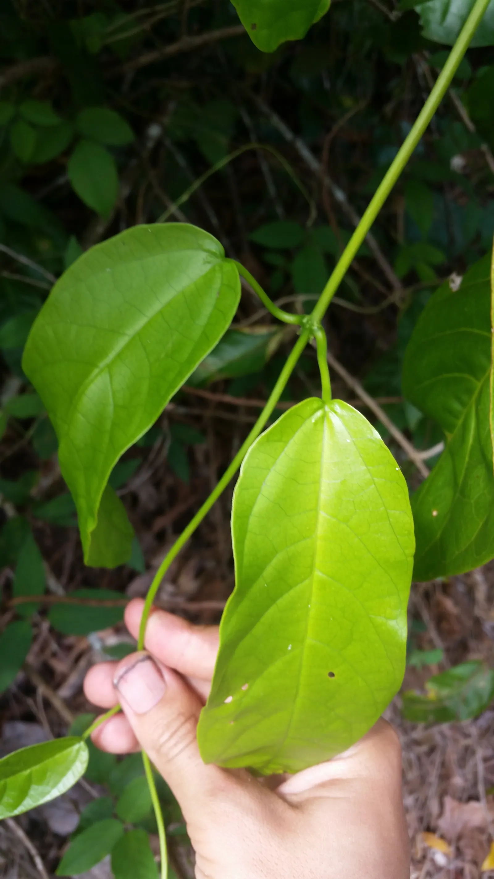 Potato Vine (Solanum Laxum) — The vine is best known for its bountiful display of star-shaped flowers, image 38