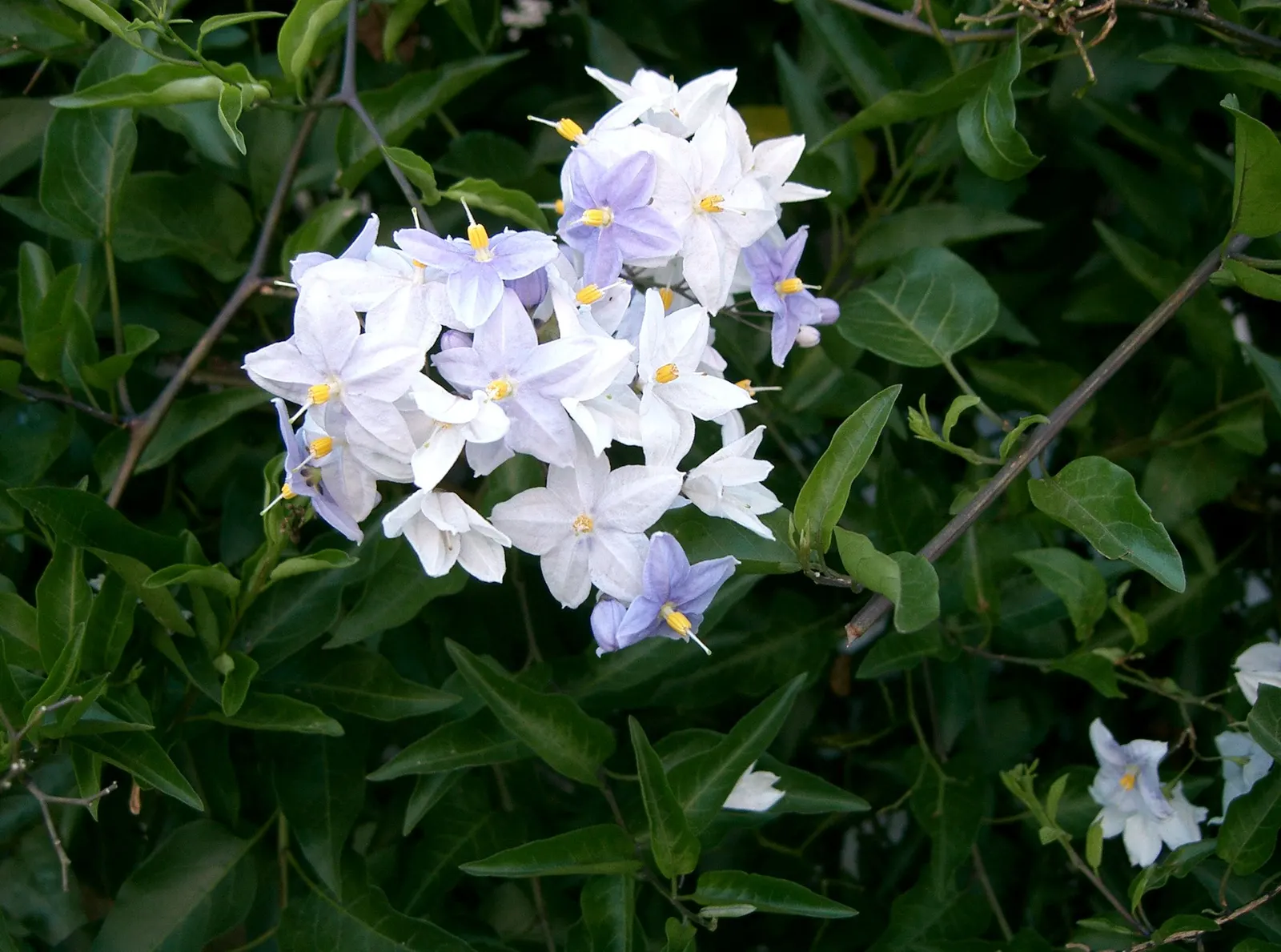 Potato Vine (Solanum Laxum) — This robust climber can reach lengths of approximately 20 feet; making it an excellent choice for trellises, image 59