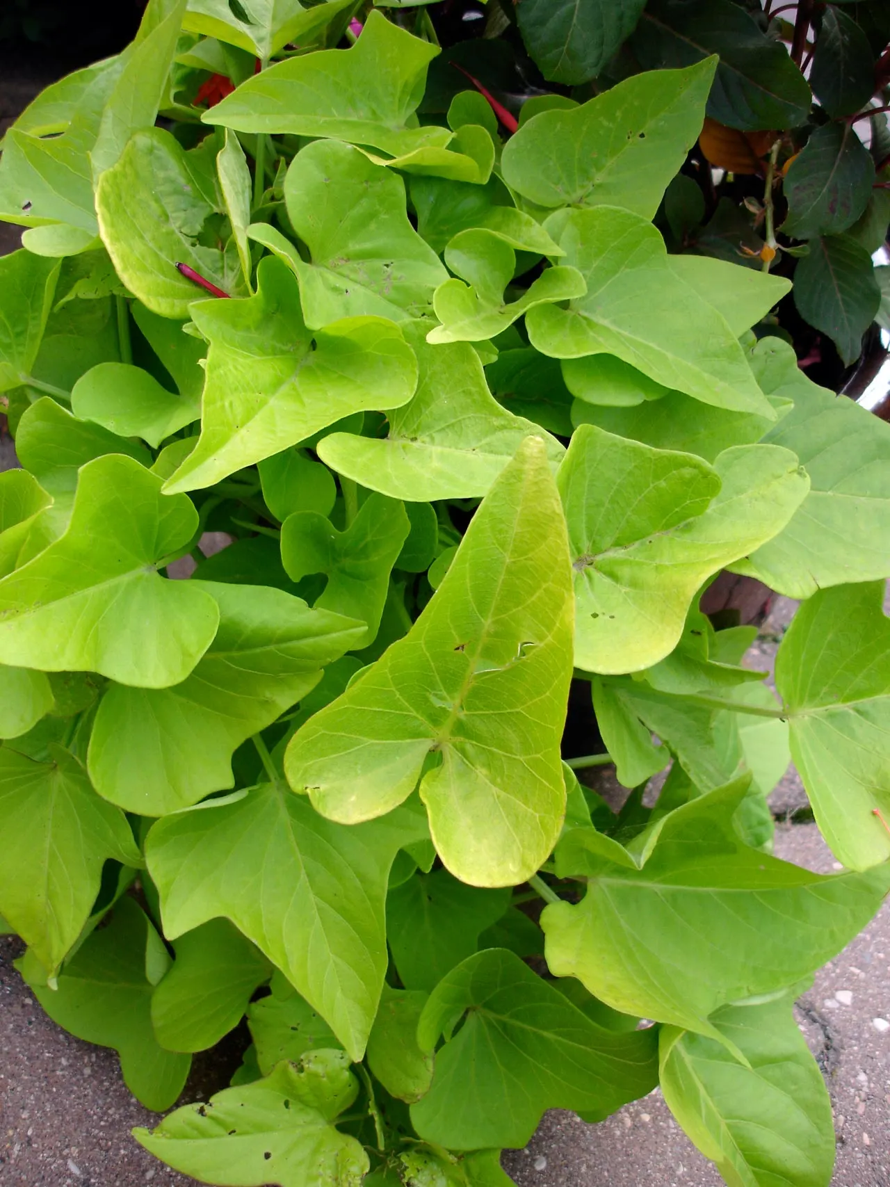 Potato Vine (Solanum Laxum) — The Solanum laxum, commonly known as Potato Vine, is a fast-growing evergreen climber; this vine prefers full sun to partial
