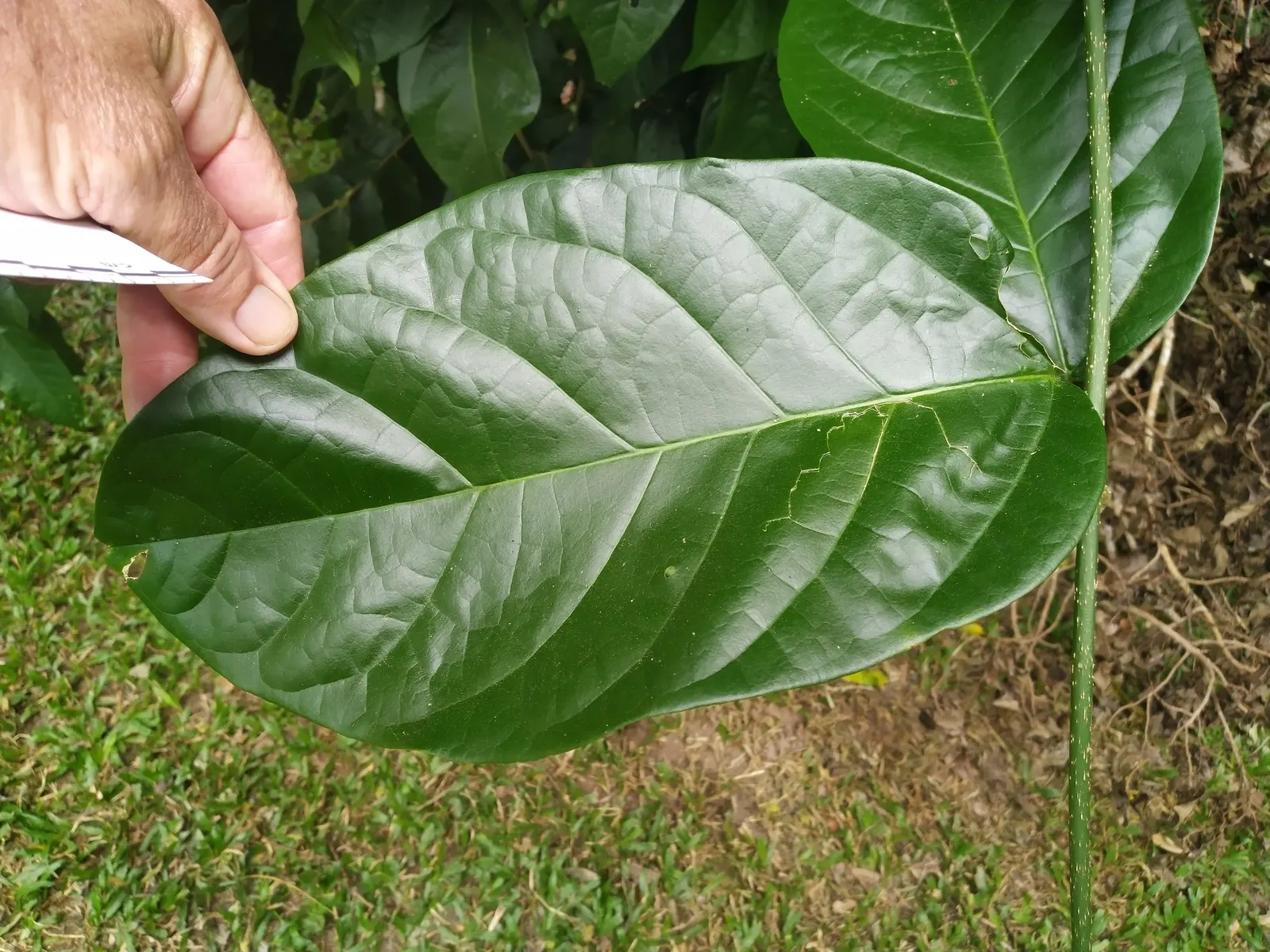Potato Vine (Solanum Laxum) — vine for full or half