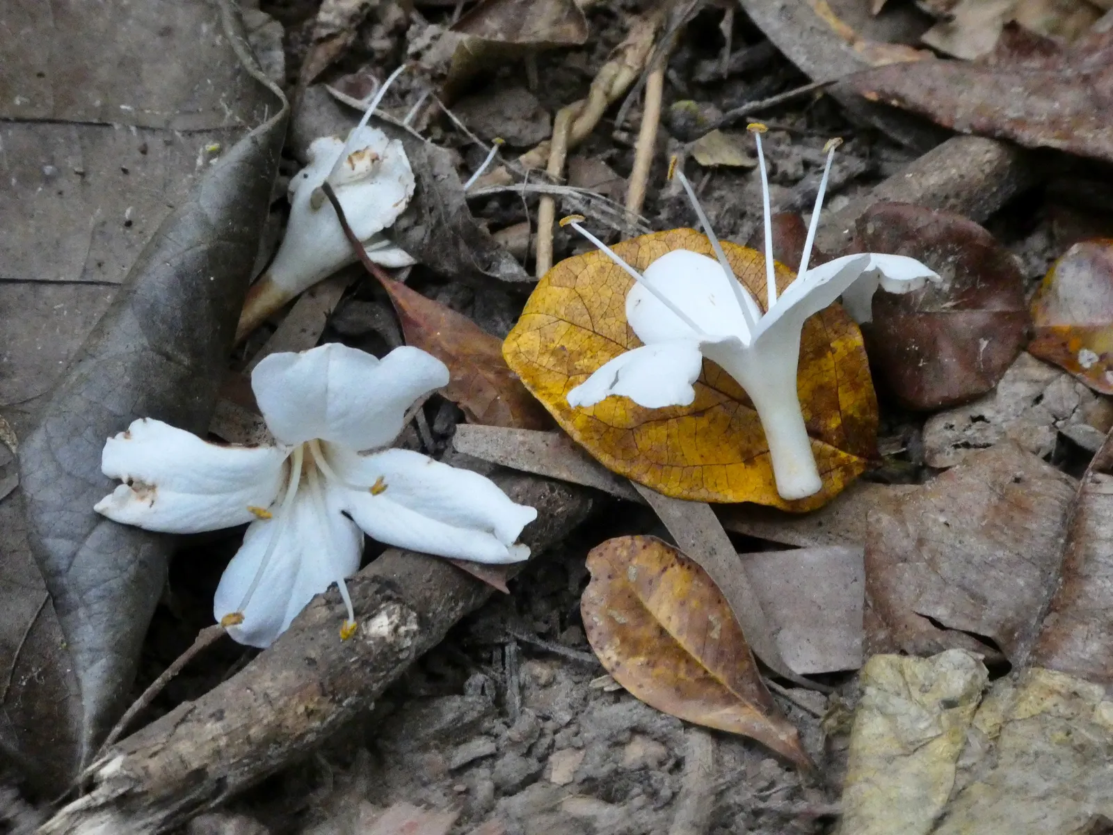 Potato Vine (Solanum Laxum) — They grow optimally in well-drained soil and require regular watering, especially during dry spells; white flowers in the garden