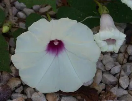 Potato Vine (Solanum Laxum) — typical care includes pruning in late winter to maintain its shape and promote vigorous growth; when establishing the vine in the