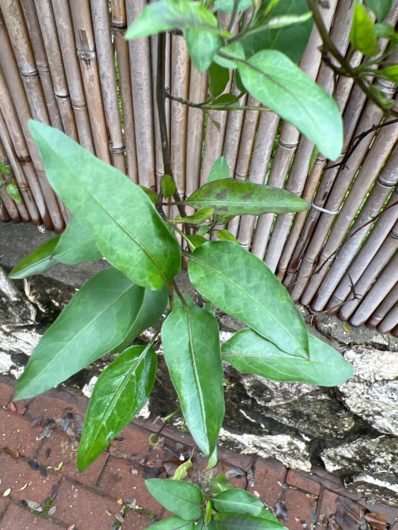 Potato Vine (Solanum Laxum) — pinnate leaves that can reach a length of about 2 to 4 inches; scientifically known as Solanum laxum, image 87